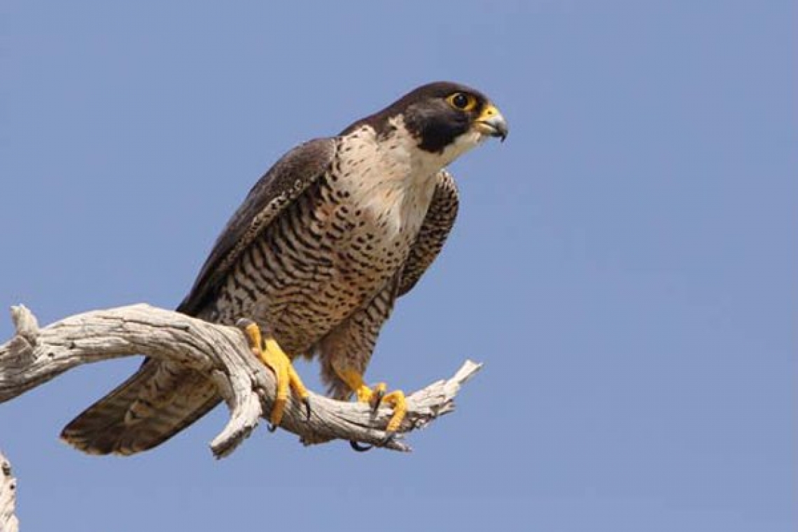 مقاومة التطوير والنجاح