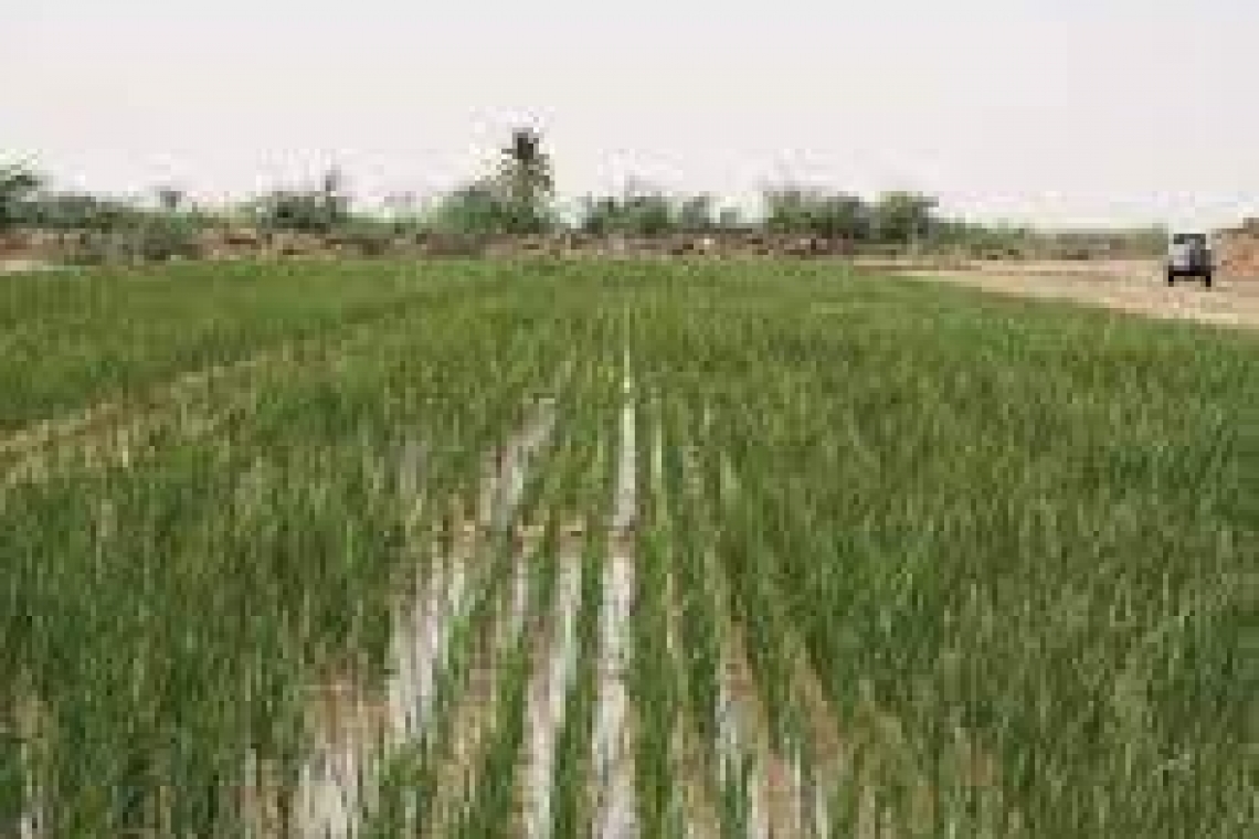 وظائف جديدة في مجال الزراعة في ظل التغيرات المناخية