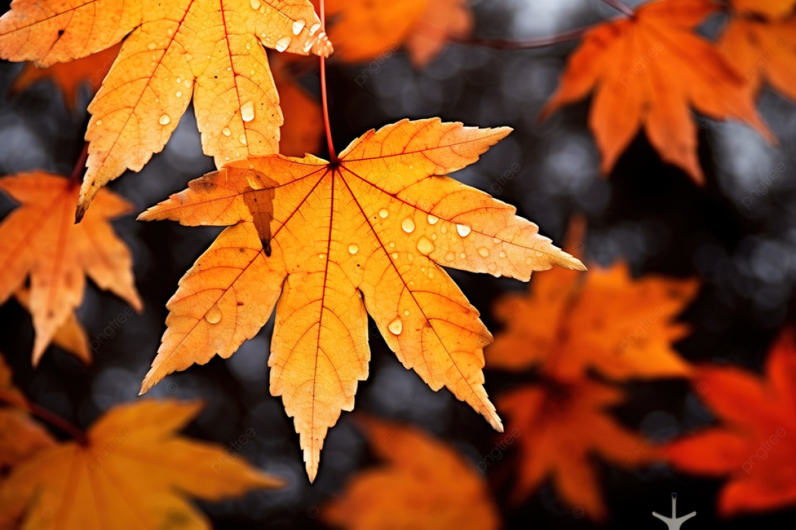 سمراء الخريف..تزهو بربيع الكلمات